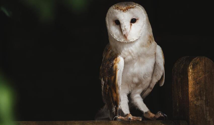Strigiformes Owls Facts Distribution Population BioDB Strigiformes Owls Facts Distribution Population BioDB